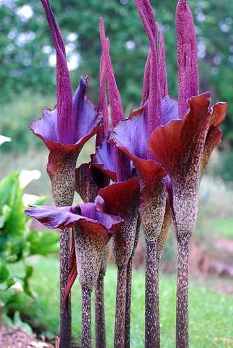 Amorphophallus konjac
