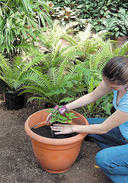 jardin_curativo.49.jpg