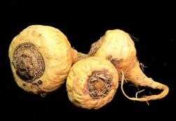 maca1.jpg