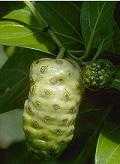 noni.jpg