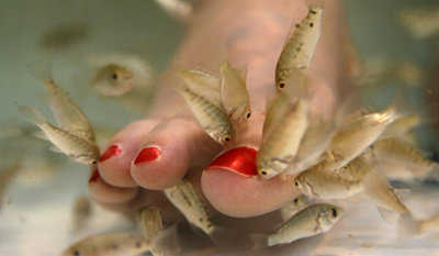 Doctor_fish_Garra_rufa