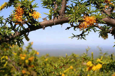 The properties of Sea Buckthorn Oil