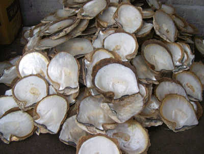 concha-de-nacar1