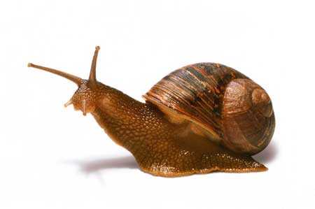 babacaracol